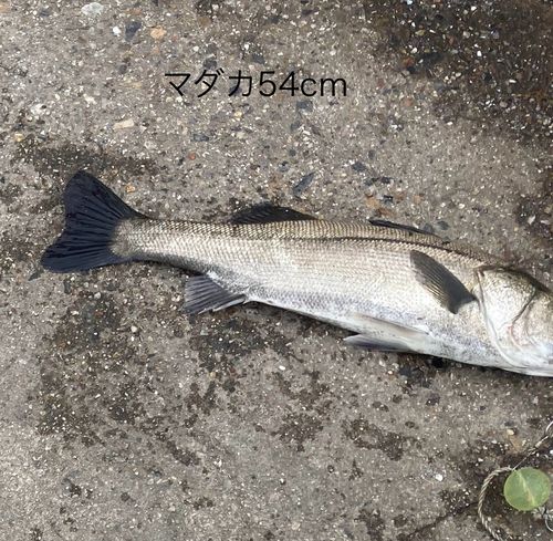 マダカ（ヒラスズキ）の釣果