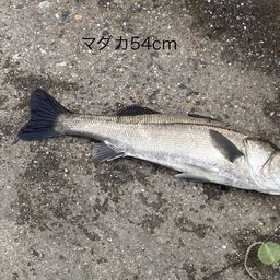 マダカ（ヒラスズキ）