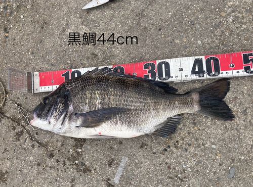 クロダイの釣果