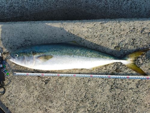 ブリの釣果