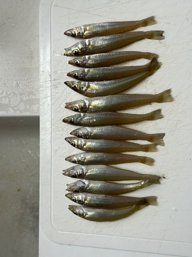 キスの釣果