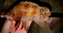 メバルの釣果