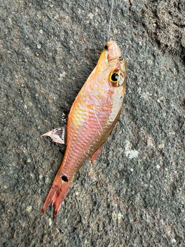 ネンブツダイの釣果