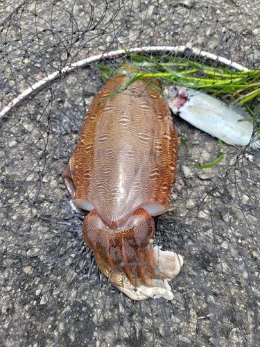 モンゴウイカの釣果