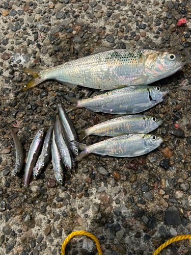 カタクチイワシ