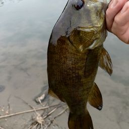 スモールマウスバス