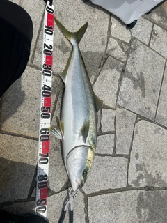 ブリの釣果