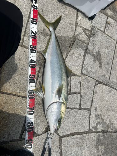 ブリの釣果