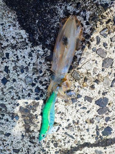 イカの釣果