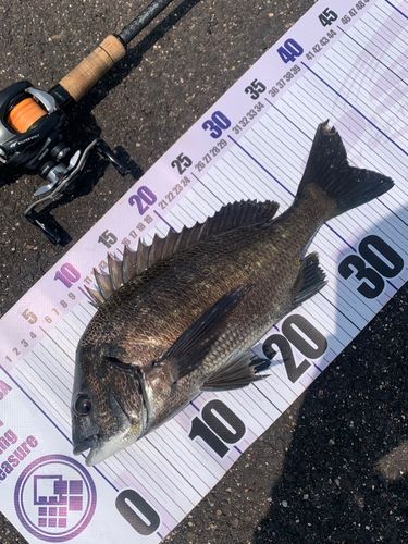 チヌの釣果
