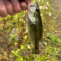 ラージマウスバス