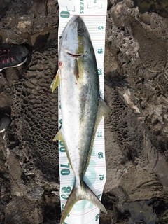 ヒラマサの釣果