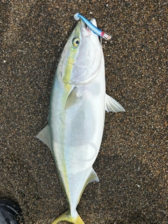 ブリの釣果