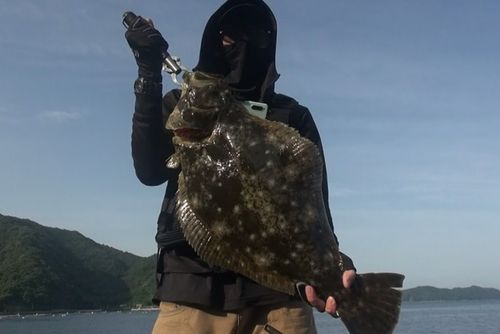 ヒラメの釣果