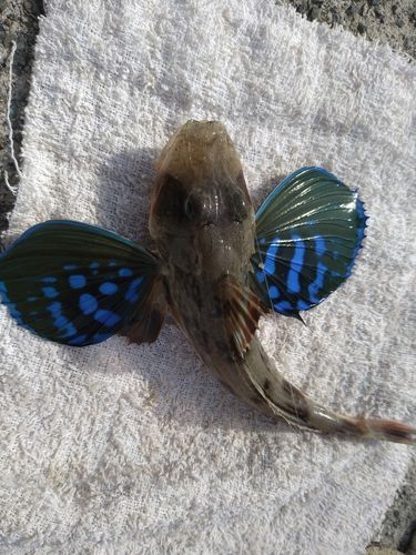 ホウボウの釣果