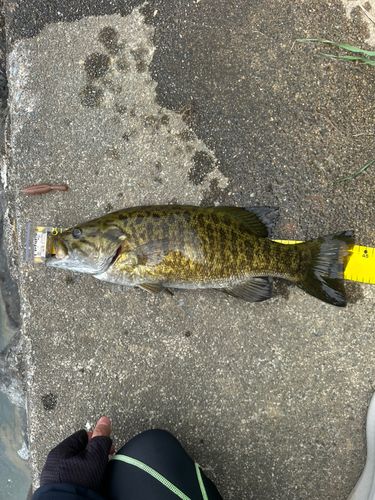 スモールマウスバスの釣果