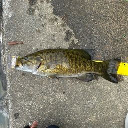 スモールマウスバス