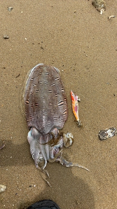 モンゴウイカの釣果