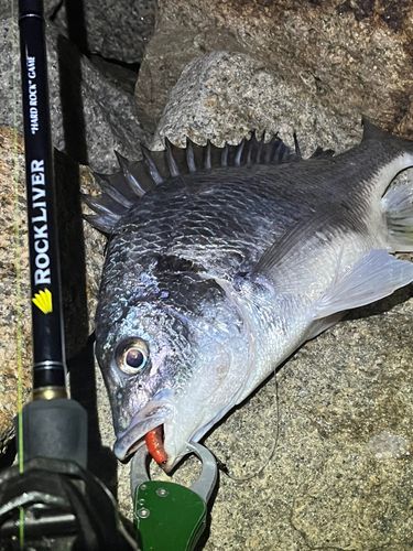 キビレの釣果