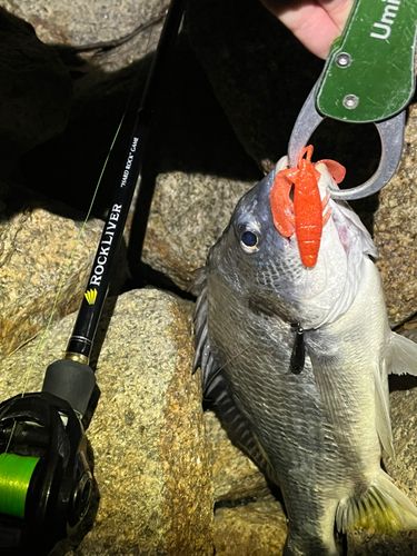 キビレの釣果