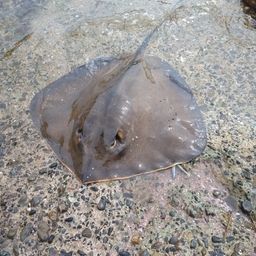 アカエイ
