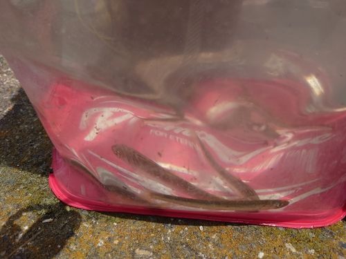 コアユの釣果