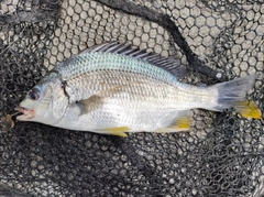キビレの釣果
