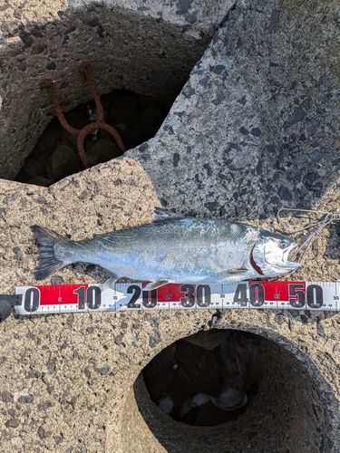 サクラマスの釣果