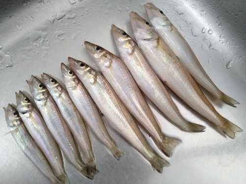 シロギスの釣果