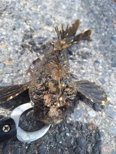オニオコゼの釣果