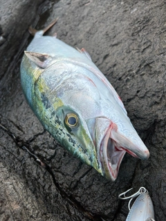 メジロの釣果