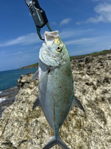 カスミアジの釣果