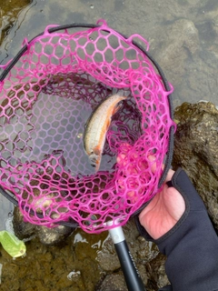 ウグイの釣果