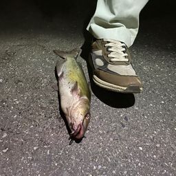 アメリカンキャットフィッシュ