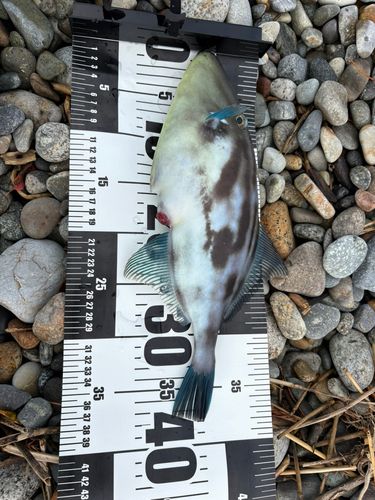 ウマヅラハギの釣果
