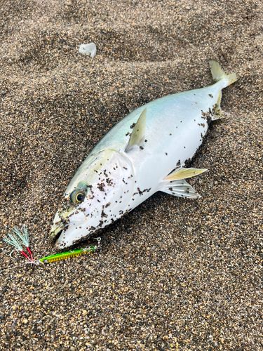 ワラサの釣果