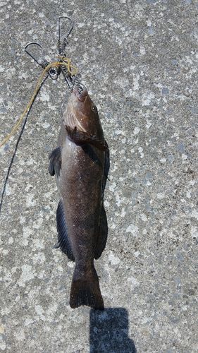 アイナメの釣果