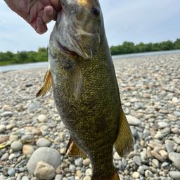 スモールマウスバス