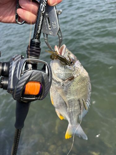 キビレの釣果