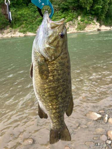 スモールマウスバスの釣果