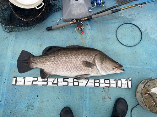 アカメの釣果