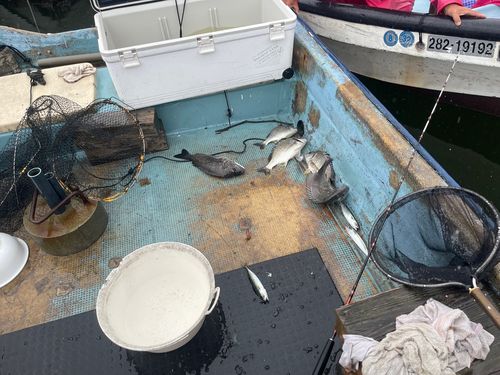 クロダイの釣果