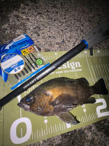 メバルの釣果