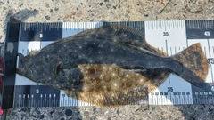 ヒラメの釣果