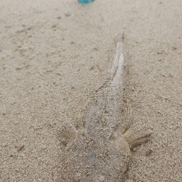 マゴチ