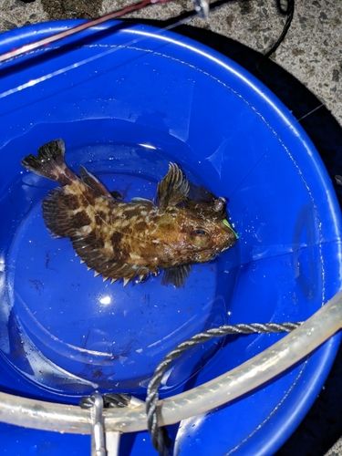 ガシラの釣果