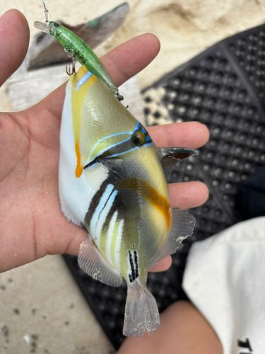 ムラサメモンガラの釣果