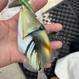 ムラサメモンガラ