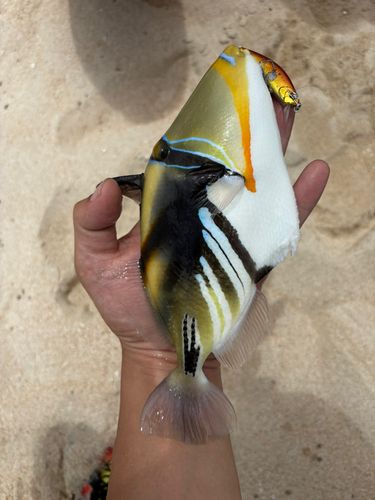 ムラサメモンガラの釣果