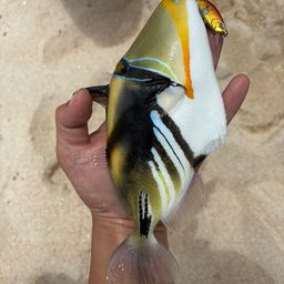 ムラサメモンガラ